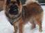 Eurasier Ciwi
