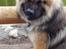 Eurasier Ciwi
