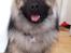 Eurasier Ciwi