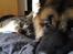 Eurasier Ciwi