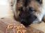 Eurasier Ciwi