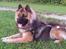 Eurasier Ciwi