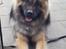 Eurasier Ciwi