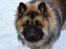 Eurasier Ciwi