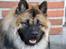 Eurasier Ciwi