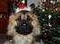 Eurasier Ciwi