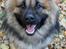 Eurasier Ciwi