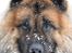 Eurasier Ciwi