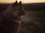 Eurasier Ciwi