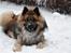 Eurasier Ciwi