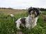 Shih tzu Trille