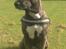 Blanding af racer Mulle R.I.P