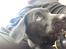 Labrador retriever Freddy