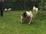 Blanding af racer Lilly - Lilly leger med Martha 