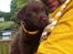 Labrador retriever Ziva - 42 dage