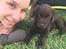 Labrador retriever Ziva - 8 uger 