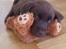 Labrador retriever Ziva - 9 uger