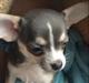 Chihuahua Abby