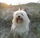 Bichon havanais Sjakke