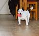 Jack russell terrier China