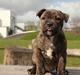 Staffordshire bull terrier Kissing Angels The Living Daylight - aka Kayzer