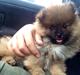 Pomeranian Teddy