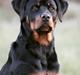 Rottweiler Bosco