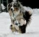 Australian shepherd Tarzan