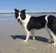 Border collie Ticka