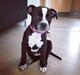 Staffordshire bull terrier Aya