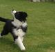 Border collie Antony von Hohen Steg (Coby)
