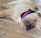 Shar pei Perle