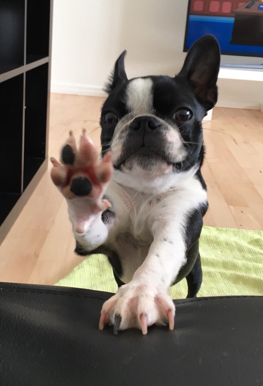 Boston terrier Naddie billede 40