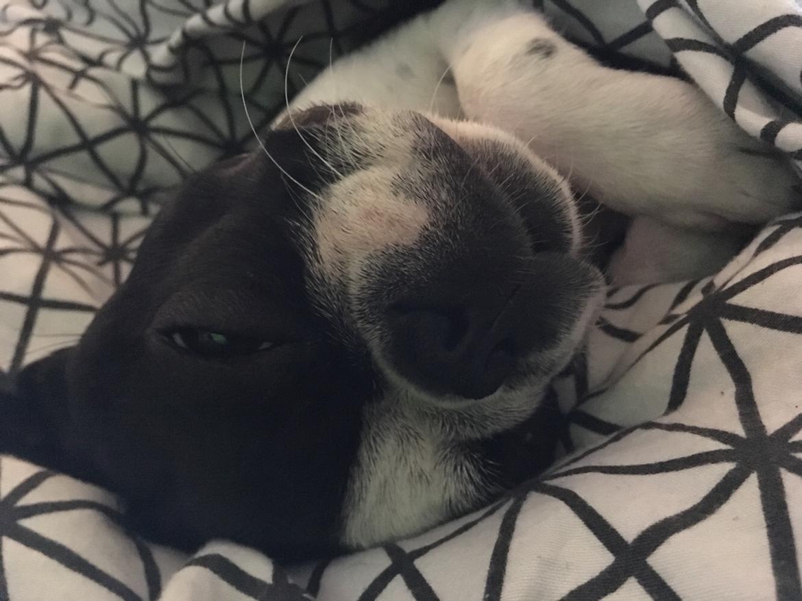 Boston terrier Naddie billede 41