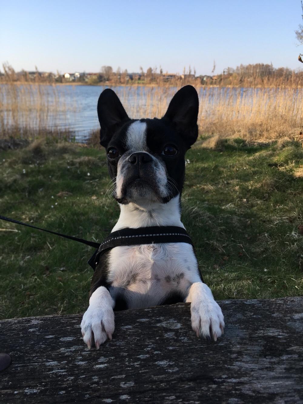 Boston terrier Naddie billede 24