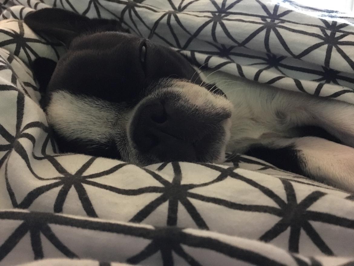 Boston terrier Naddie billede 42