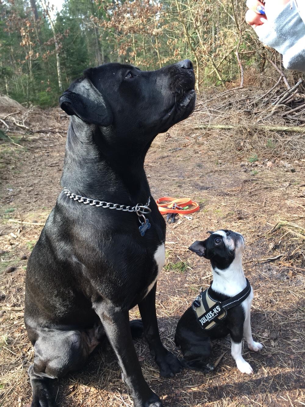 Boston terrier Naddie - Naddie og hendes gode ven Kenzo på 3 år og 36 kg. billede 44