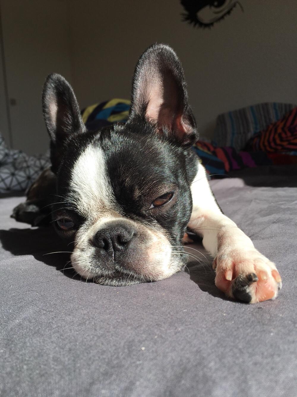 Boston terrier Naddie billede 43