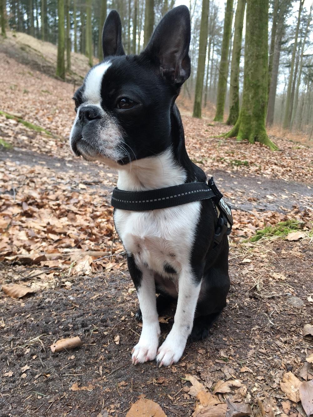 Boston terrier Naddie billede 45