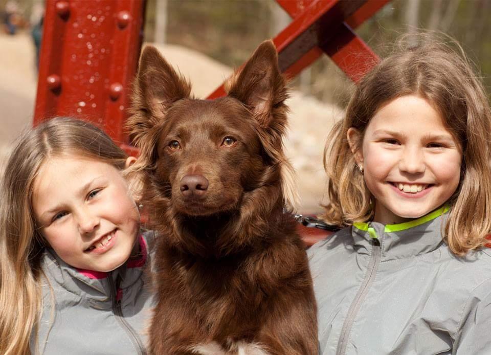 Blanding af racer australsk kelpie/bordercollie HACHI billede 11