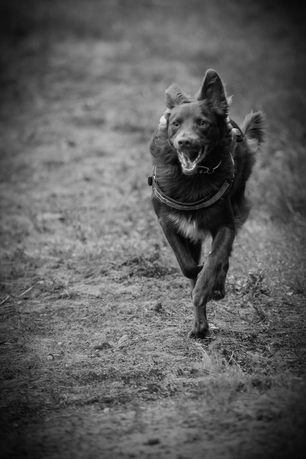 Blanding af racer australsk kelpie/bordercollie HACHI billede 15