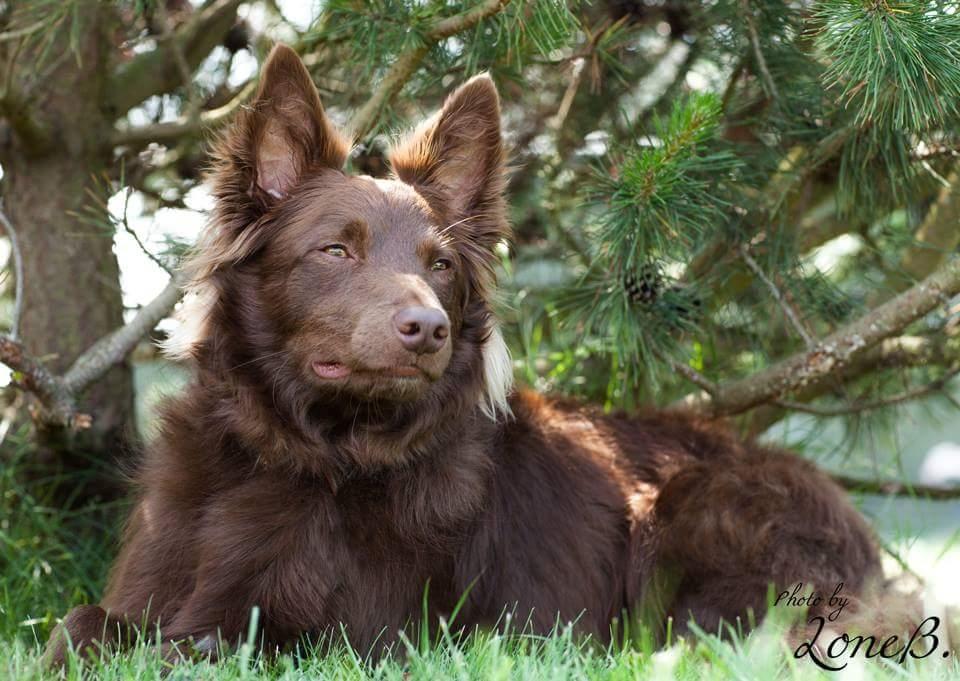 Blanding af racer australsk kelpie/bordercollie HACHI billede 16