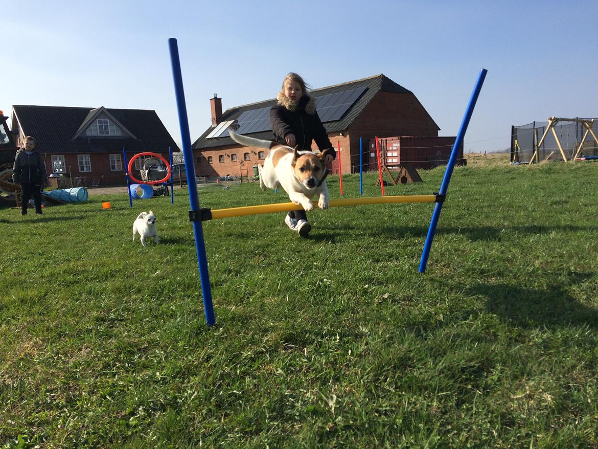 Dansk svensk gaardhund Otto billede 47