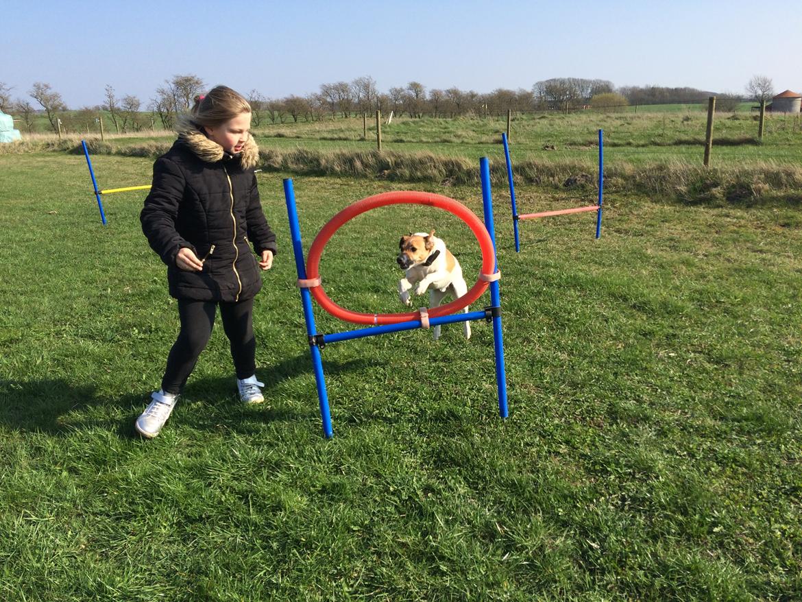 Dansk svensk gaardhund Otto billede 46