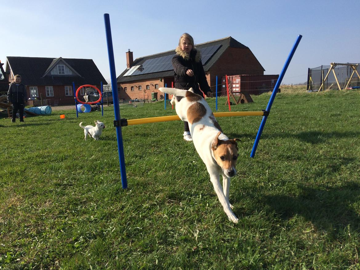 Dansk svensk gaardhund Otto billede 48