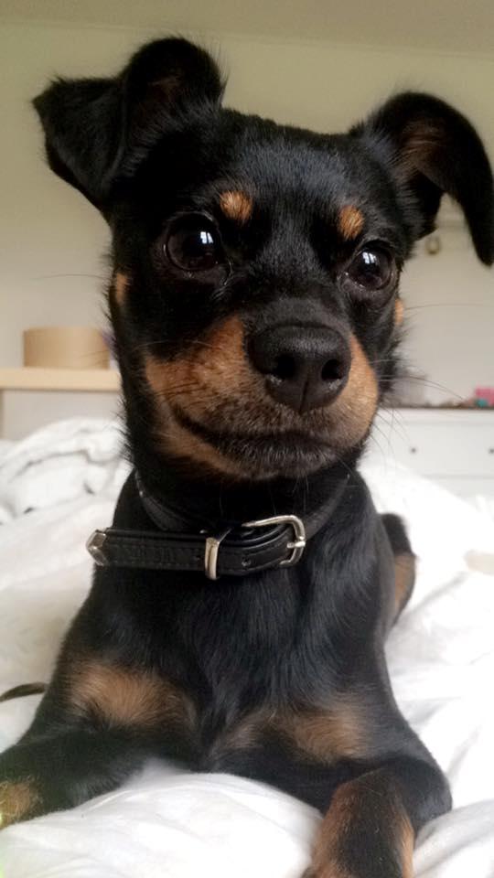 Blanding af racer Marlie billede 2