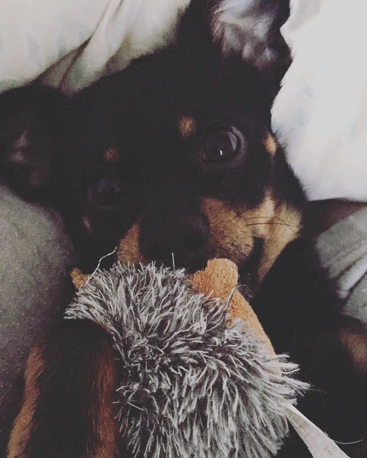 Blanding af racer Marlie billede 1