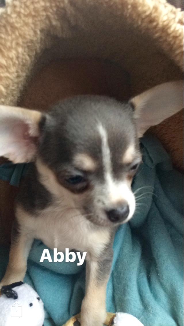Chihuahua Abby billede 1