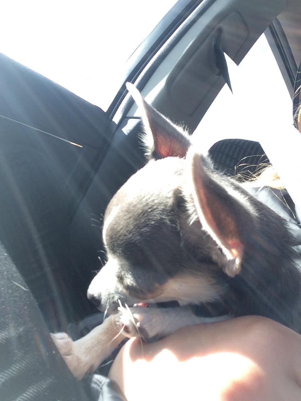 Chihuahua Abby billede 2