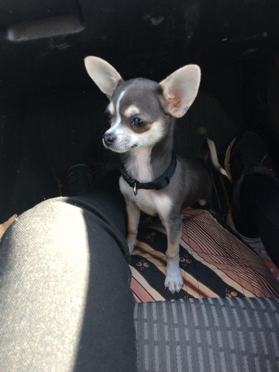Chihuahua Abby billede 3